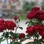 IMG_8709